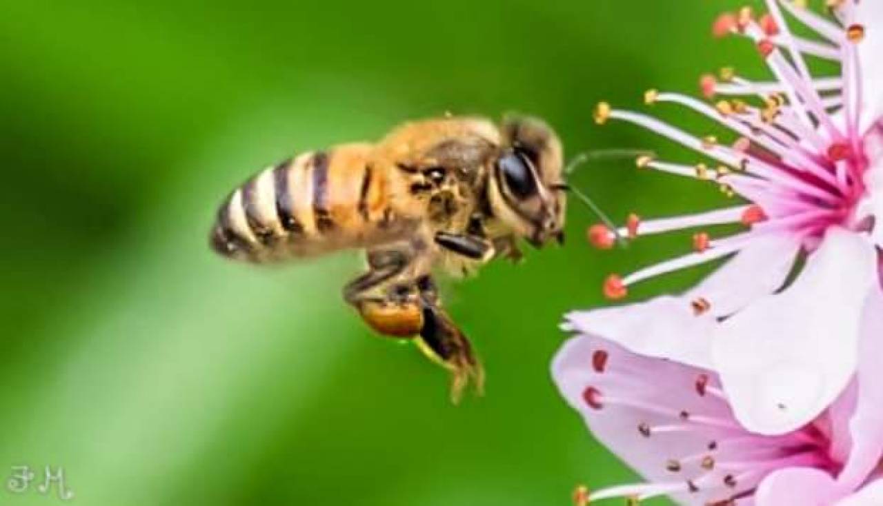 20 maggio, la giornata mondiale delle api (Fonte immagine: Rete Meteo Amatori)