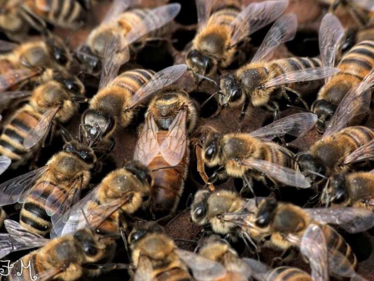 20 maggio, la giornata mondiale delle api (Fonte immagine: Rete Meteo Amatori)