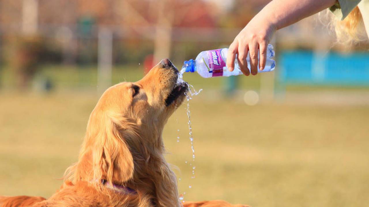 Сколько собака может без воды