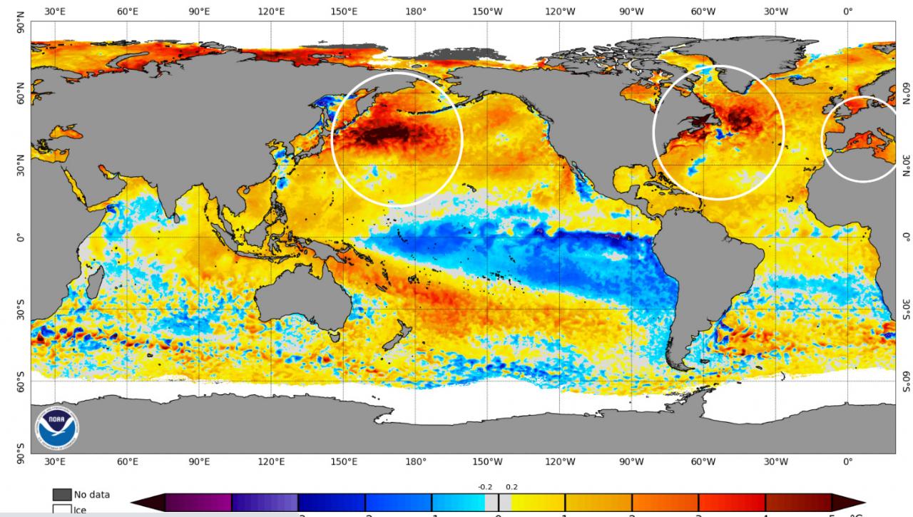 anomalie temperature oceani - fonte Noaa