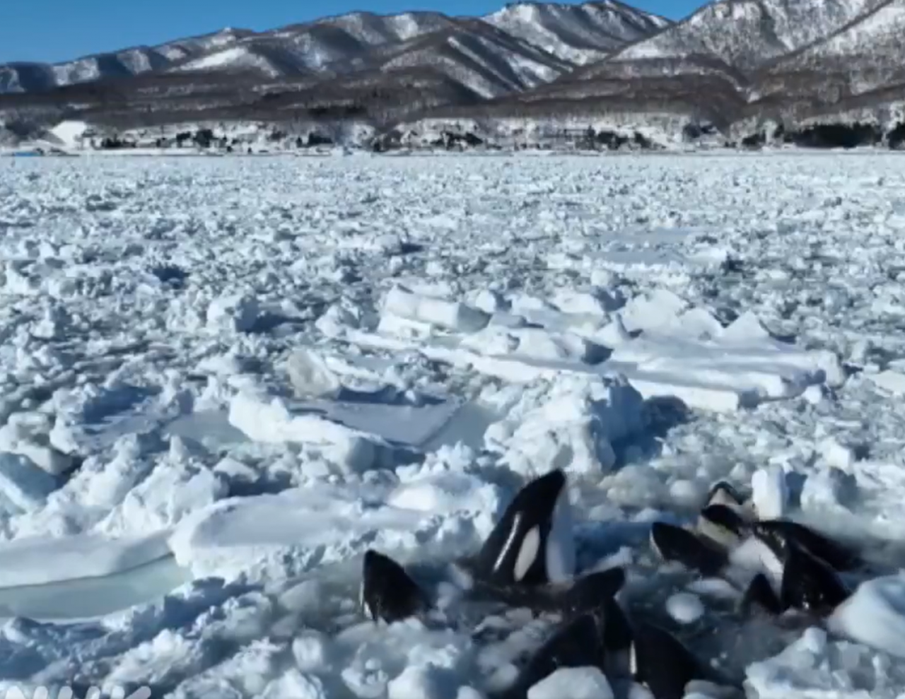 Dieci orche assassine intrappolate nei ghiacci nel nord del Giappone