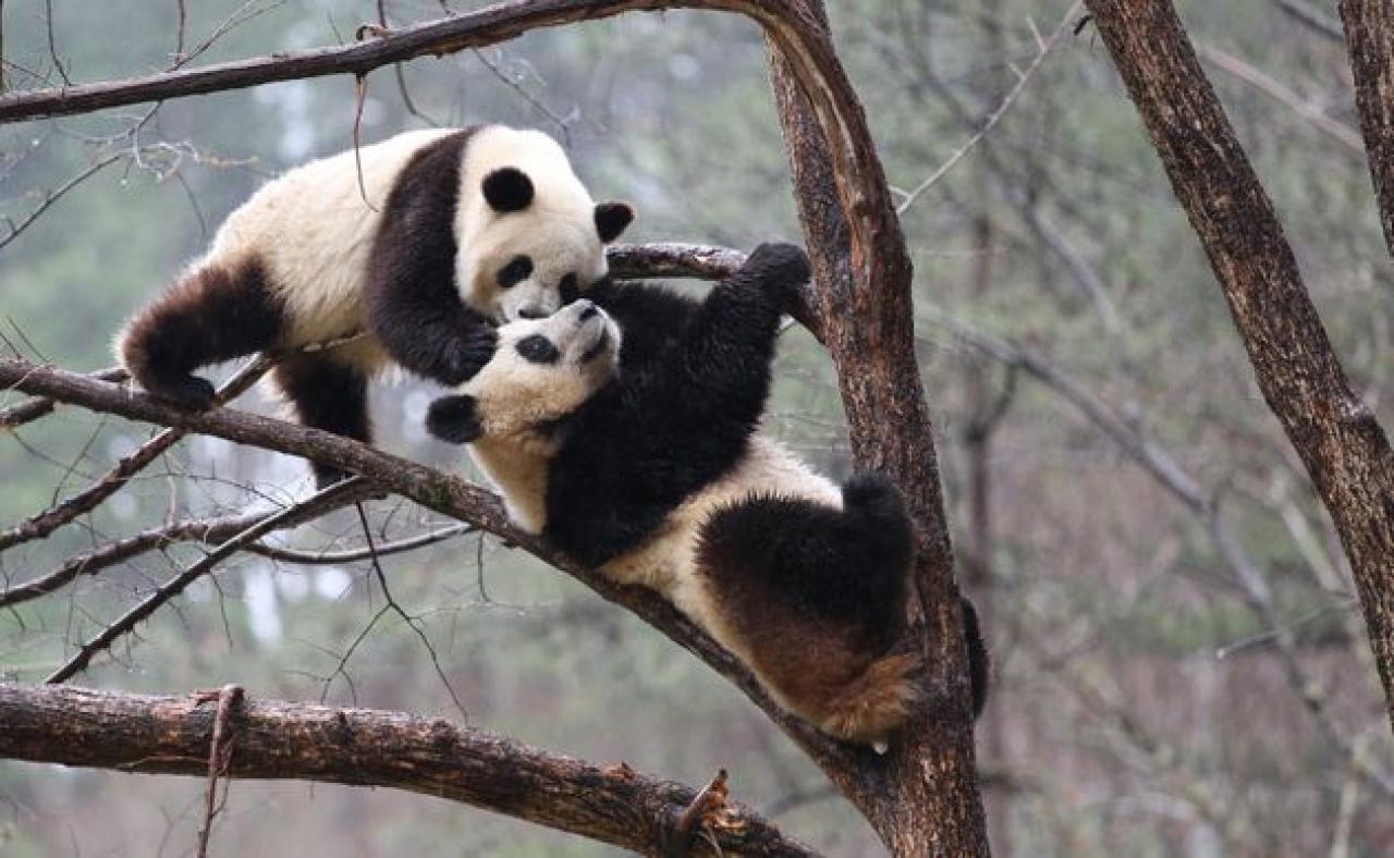 Due panda si accoppiano nello zoo di Hong Kong