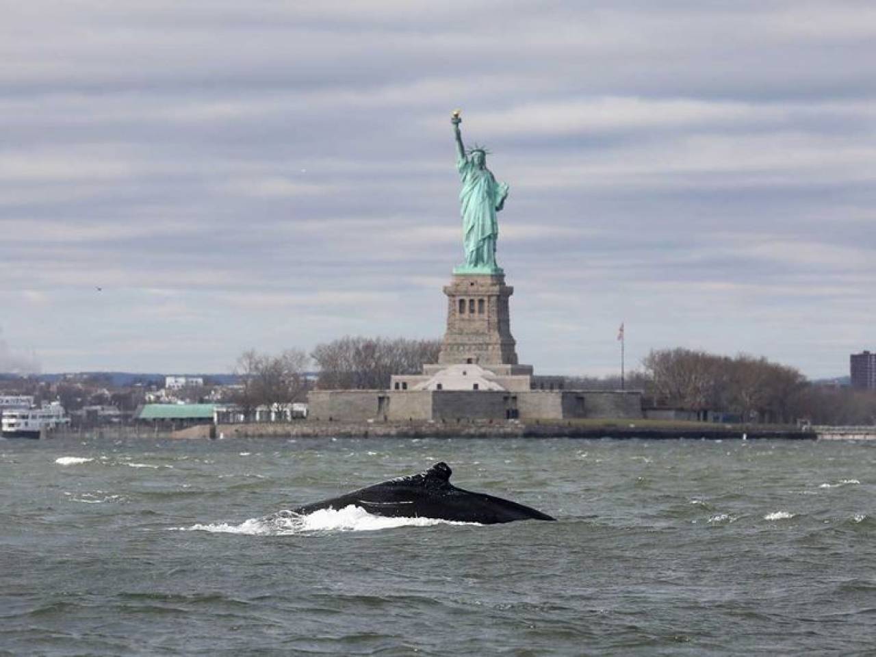 Gigantesca megattera saluta la Statua Della Libertà di New York