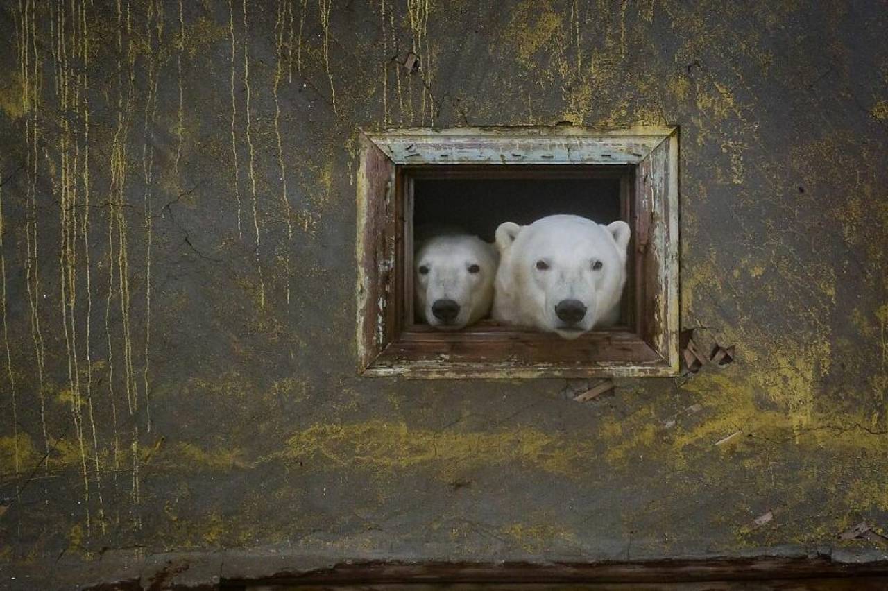 Gli orsi polari all'interno della stazione meteo russa abbandonata (Foto di Dmitry Kokh)