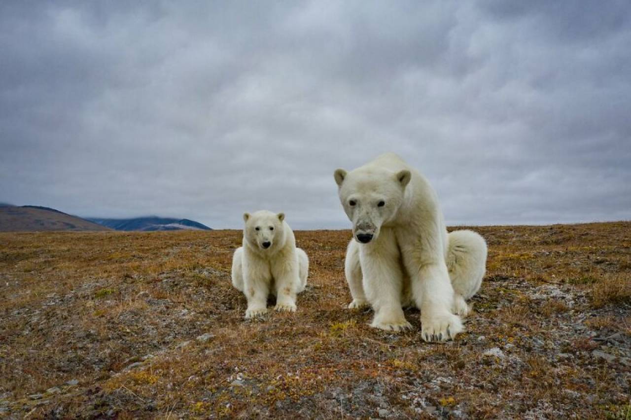 Gli orsi polari sull'Isola di Kolyuchin (Foto di Dmitry Kokh)