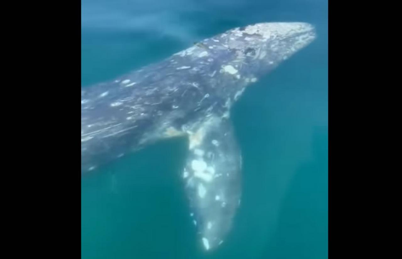 Incontro ravvicinato con una balena nel golfo di Pozzuoli (Napoli)