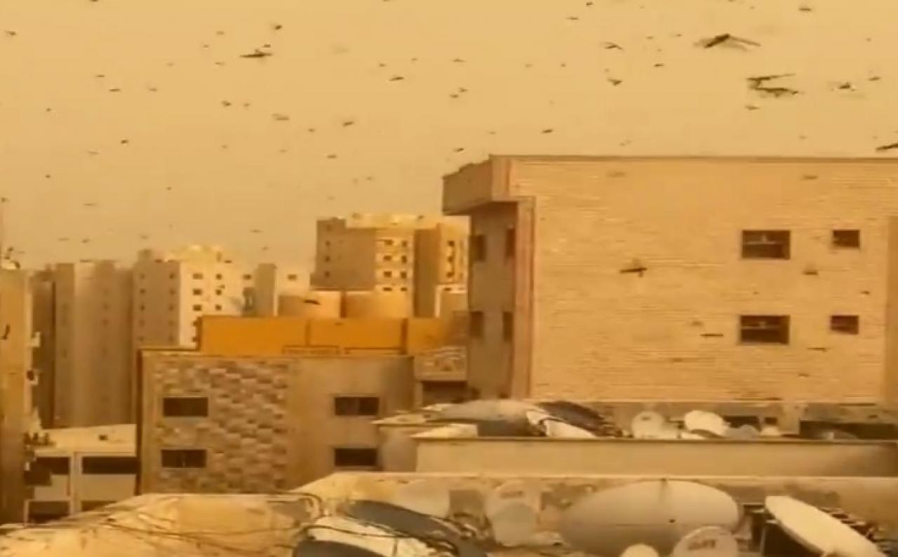 Invasione di locuste nel Kuwait con caldo estremo