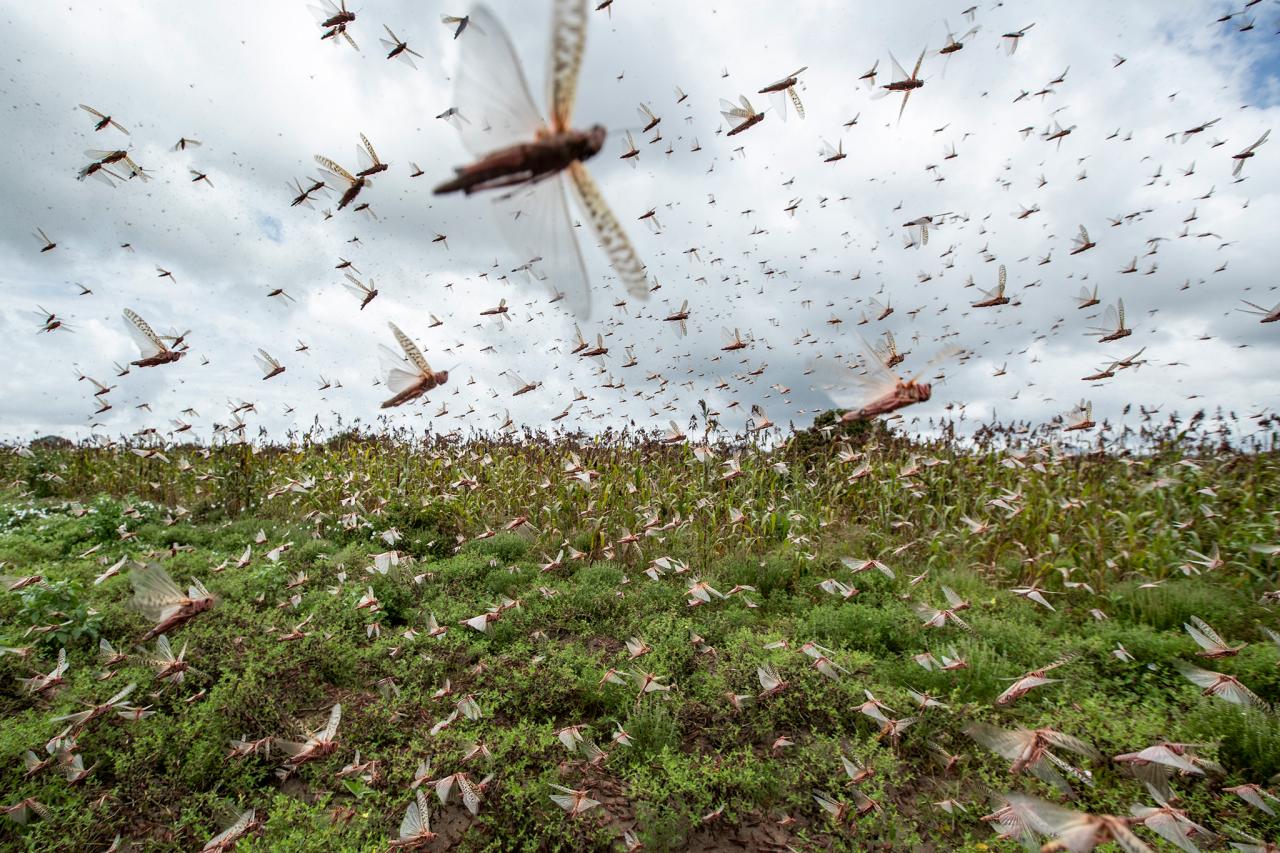 La peggiore invasione di locuste degli ultimi 70 anni colpisce Africa e Asia