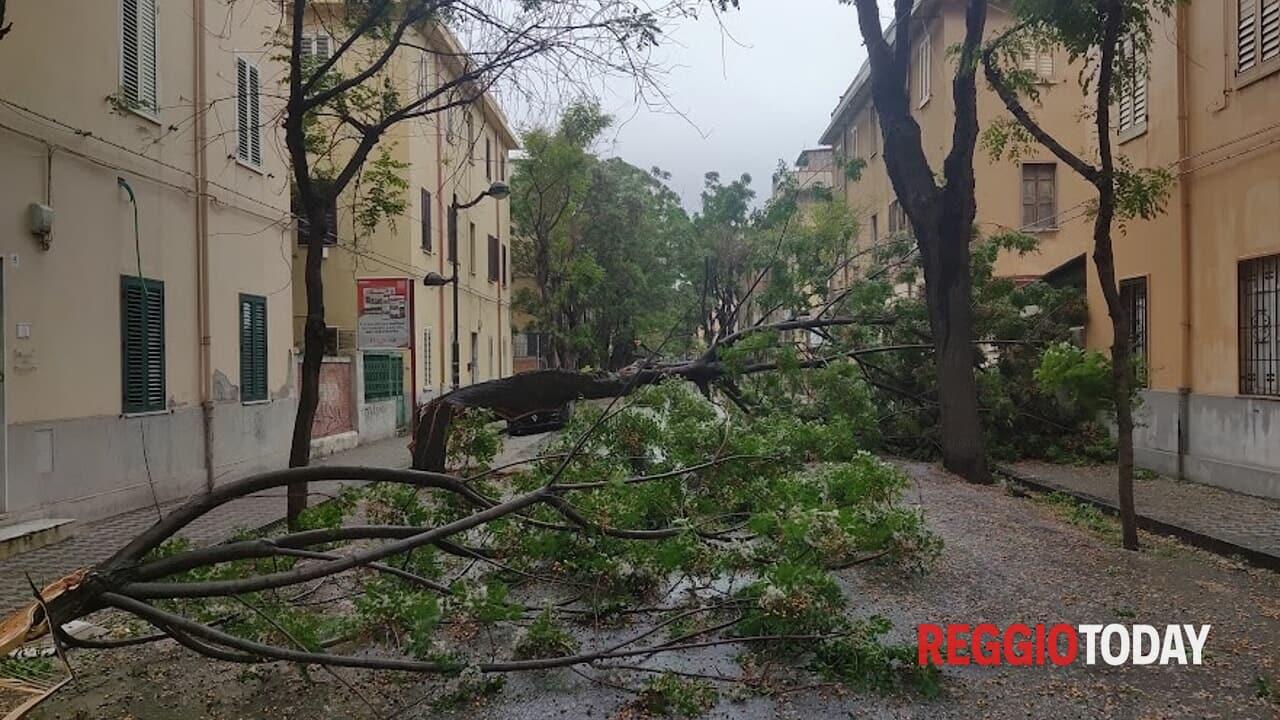 Meteo. Alberi sradicati dal vento a Reggio Calabria (www.reggiotoday.it)