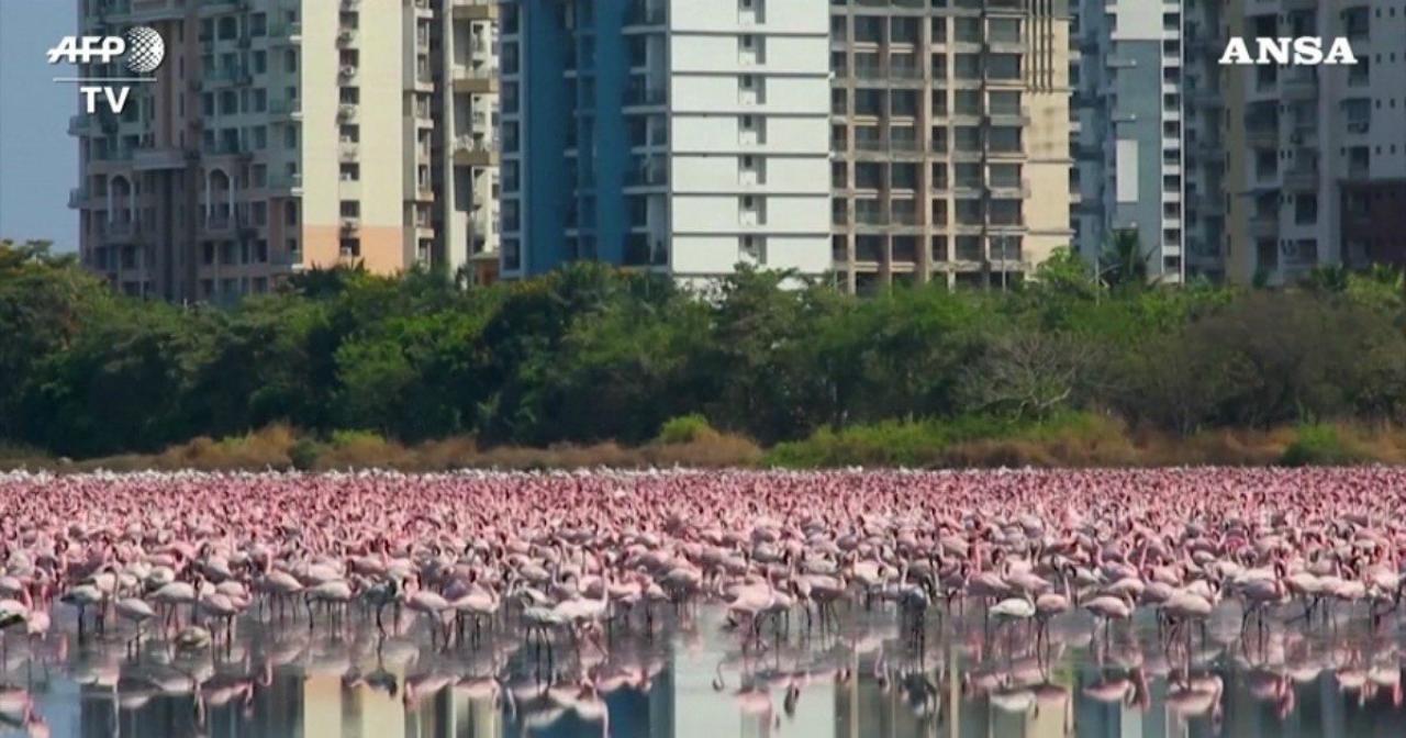 Migliaia di fenicotteri rosa invadono la città di Mumbai (Bombay) per il lockdown da Coronavirus