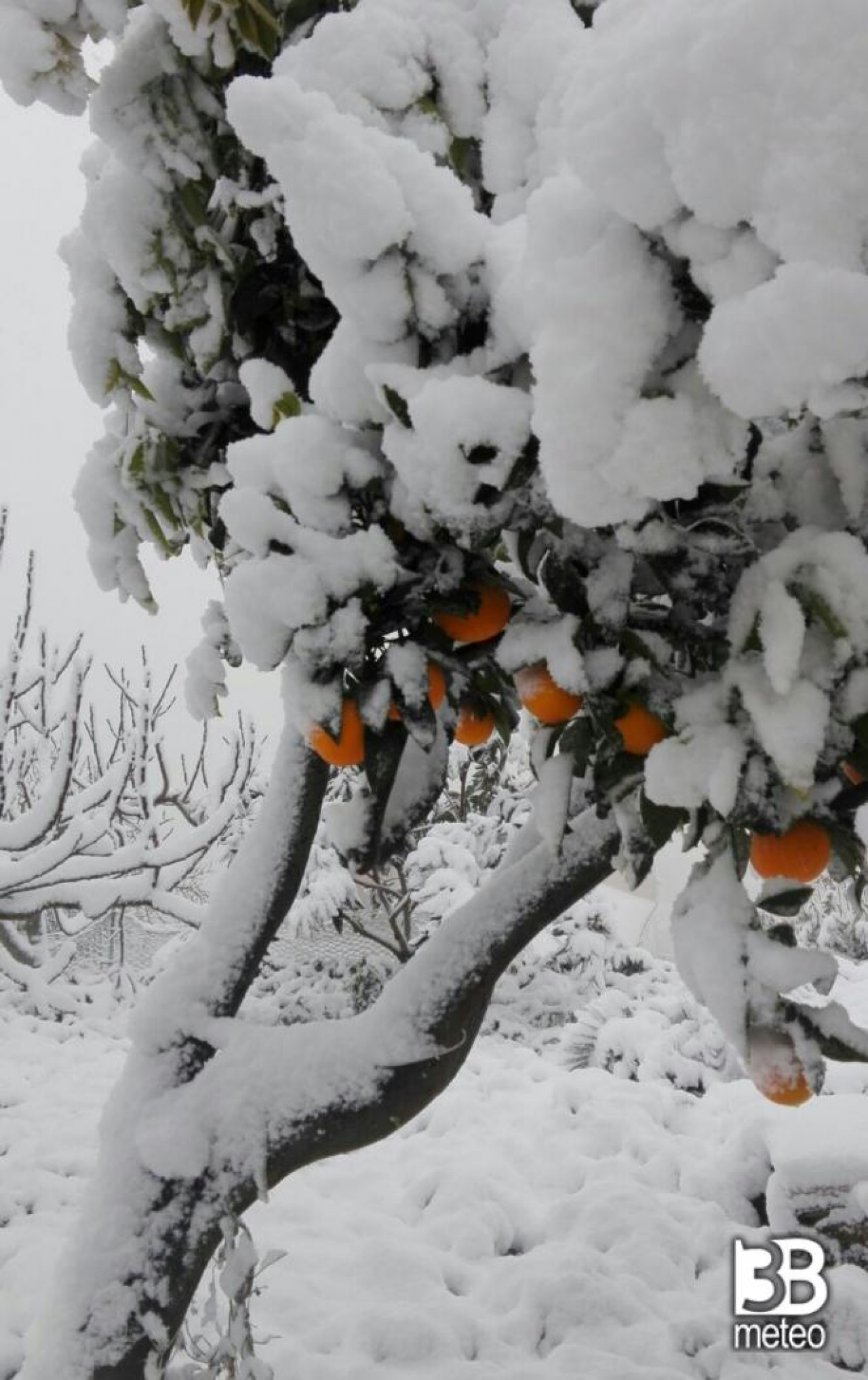 Neve sugli agrumeti di Agira
