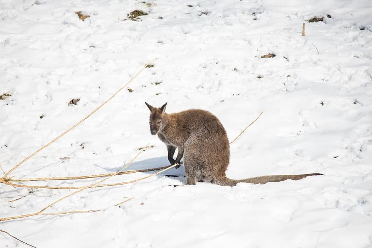 Ondata di freddo atipica colpisce l'Australia meridionale, canguri nella neve