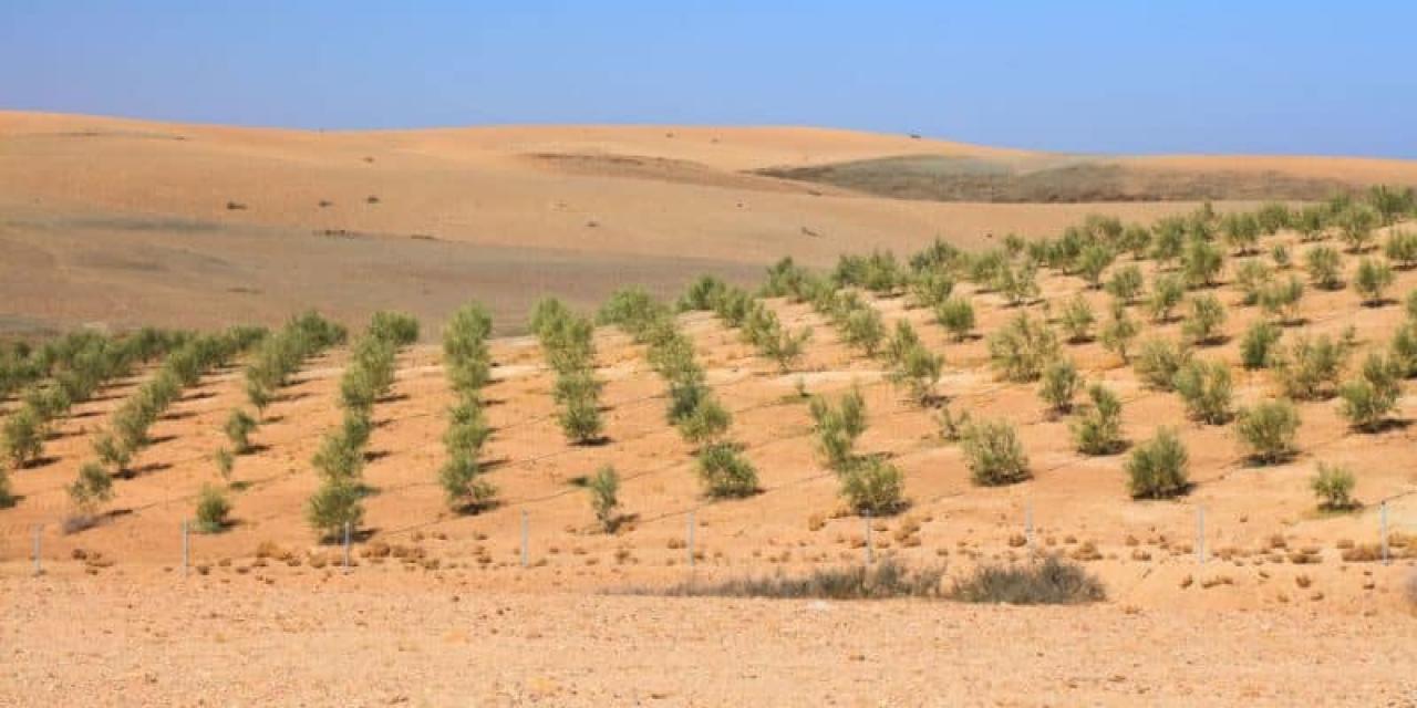 Es posible hacer que el Sahara sea verde y Marruecos quiere hacerlo a gran escala.  Así es como: 3B Tiempo