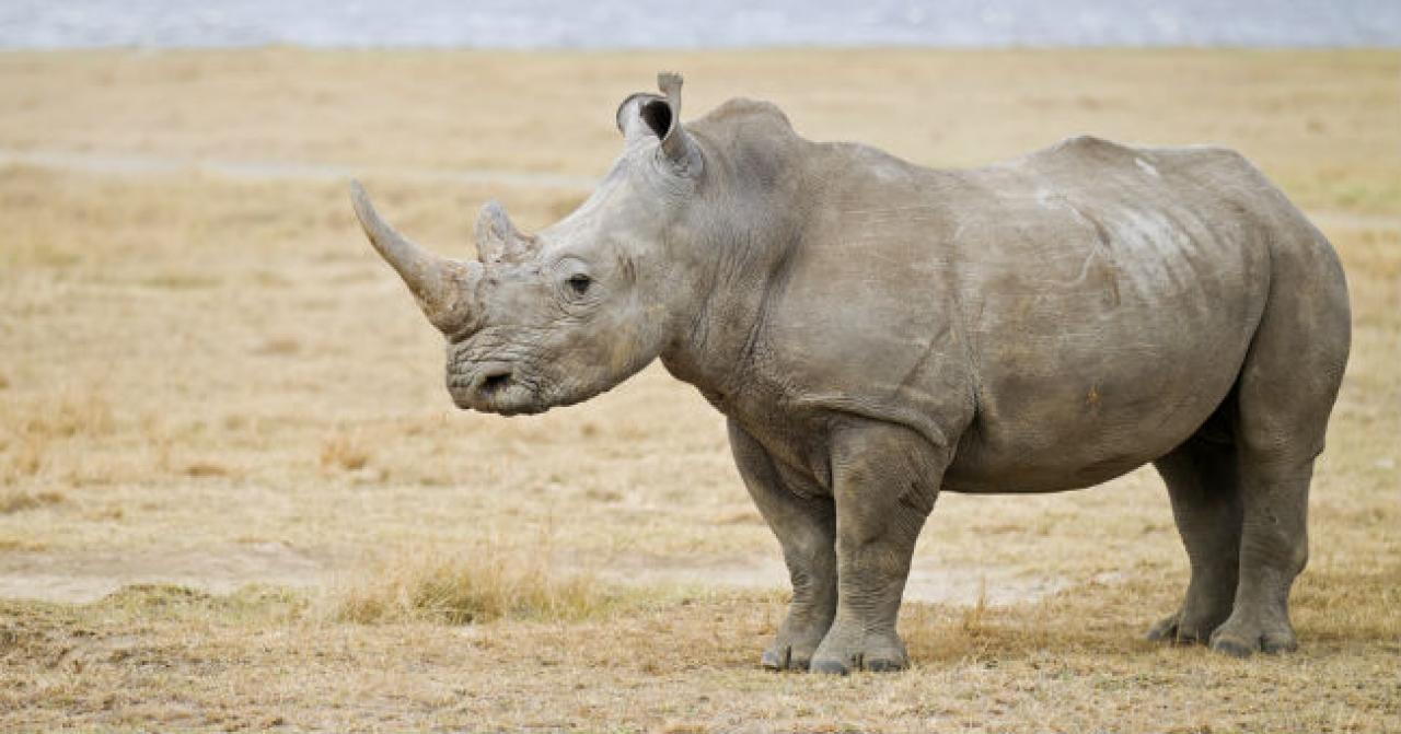 Rinoceronti Bianchi Una Specie Che Potrebbe Salvarsi Grazie A Una 