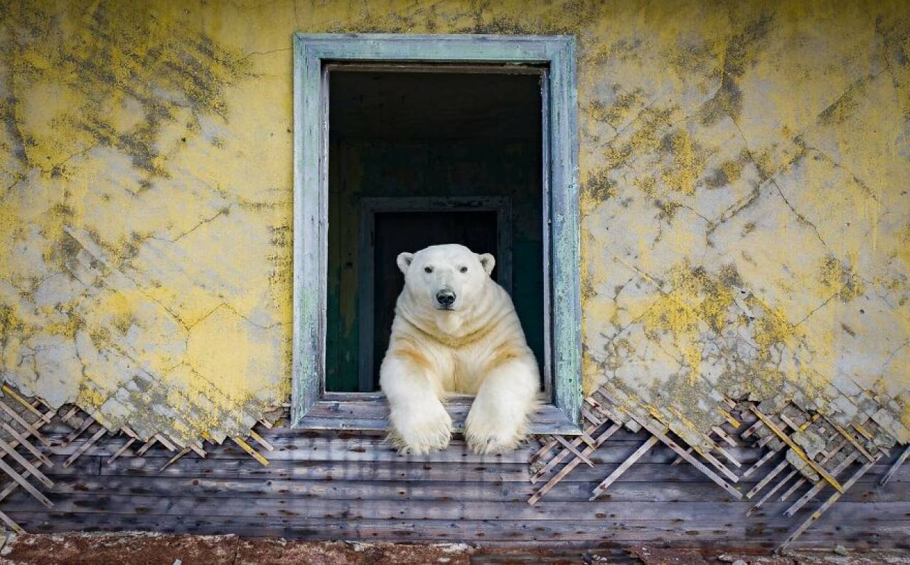 Un orso polare all'interno della stazione meteo russa abbandonata (Foto di Dmitry Kokh)