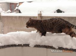 Neve a Milano...il gatto delle nevi!