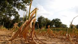 Emergenza siccità: prezzi agricoli alle stelle