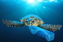 SostenibilitÃ  - Scoperto un potenziale sostituto della plastica che si dissolve nell oceano in meno di un mese: ecco di cosa si tratta