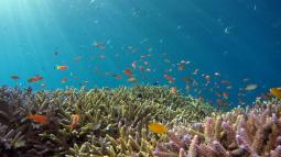 Sostenibilit&agrave; e Ambiente - Il potere del suono e della musica ci aiuter&agrave; a salvare le barriere coralline dalla loro distruzione