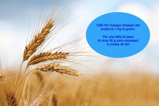 1300 litri di acqua solo per produrre 1kg di grano