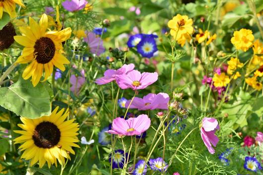22 maggio - Giornata Mondiale della Biodiversità