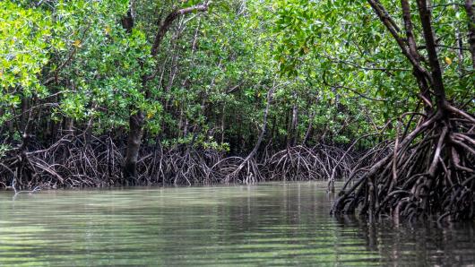 22 maggio - Giornata Mondiale della Biodiversità