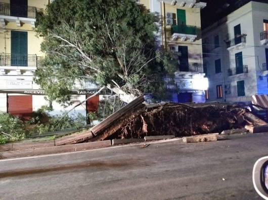 Alberi abbattuti a Messina dal forte vento. Foto via fb di Andrea di Vita