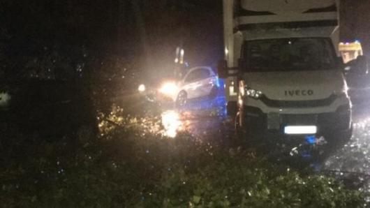 Alberi abbattuti a Torino