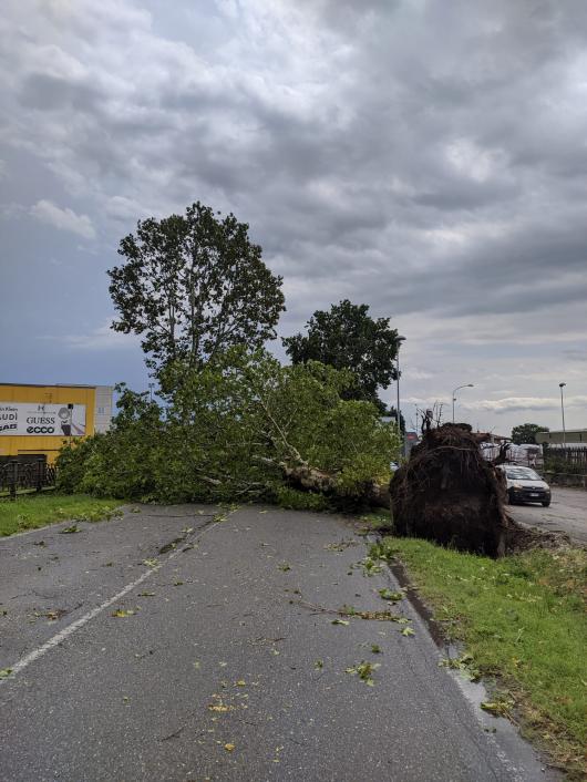 alberi sradicati in provincia di Brescia