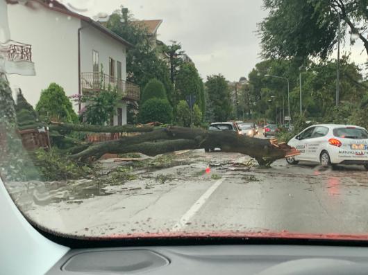 Albero caduto a Loreto - foto di Gianluca Racchi