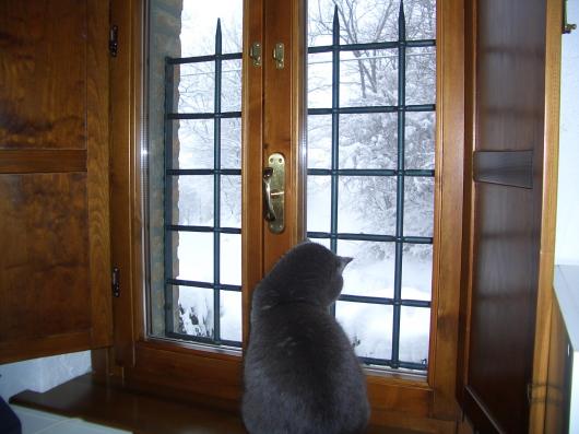 Ammirare la neve