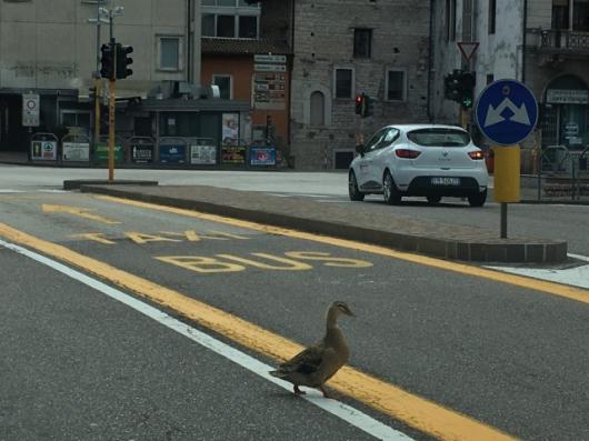 Anatra a Malcesine: foto di Paolo Pedrotti, fonte L'ADIGE
