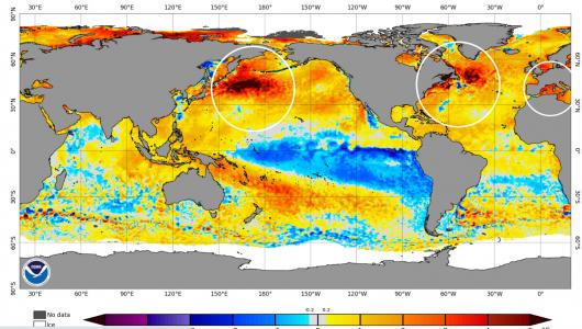 anomalie temperature oceani - fonte Noaa
