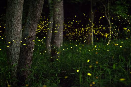 Arriva l'estate tornano le Lucciole a illuminare le notti dei boschi e dei campi di grano