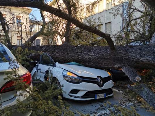 Auto schiacciate da un pino a Como (fonte quicomo.it)