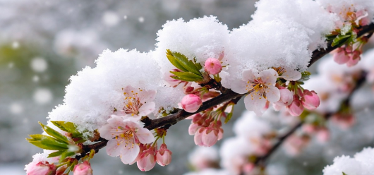 cover-neve-primavera