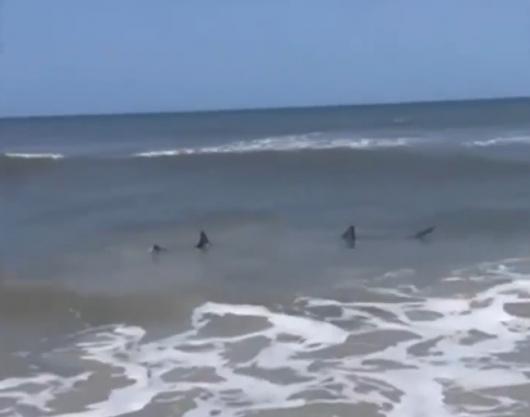 Due squali avvistati sulle spiagge della Florida