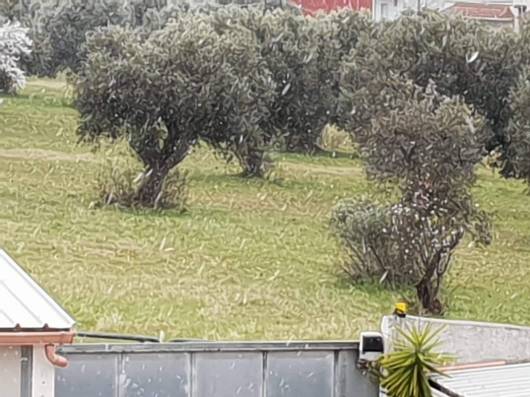 Fiocchi a Faggiano (TA). Foto di Nives Cozzucoli