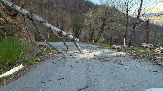 Forno Canavese, albero sradicato dal vento (Fonte Torino Today)