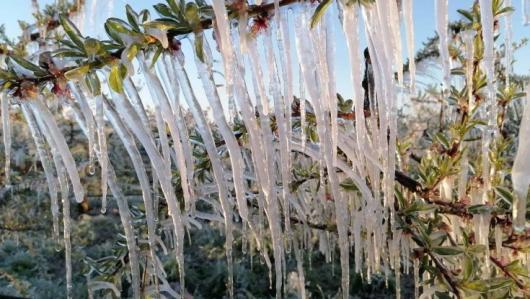 Gelo tardivo, danni gravissimi a vigneti, frutta e ortaggi