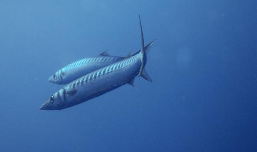 Il barracuda boccagialla
