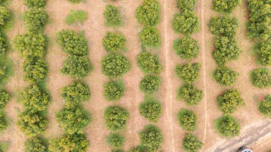 Il campo visto dall'alto