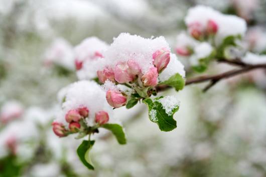 Il freddo in primavera fa parte della variabilità di stagione