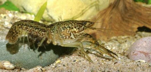 Il gambero marmorizzato Procambarus Virginalis che sta invadendo il mondo