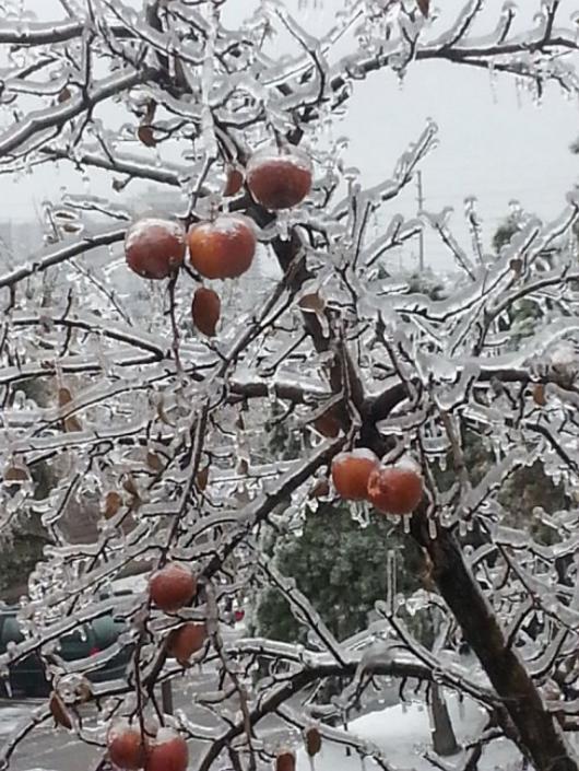 Il gelicidio in Romagna tra 21 e 22 Dicembre 2009