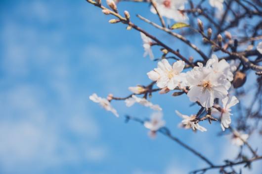 In molte nazioni europee è primavera anticipata