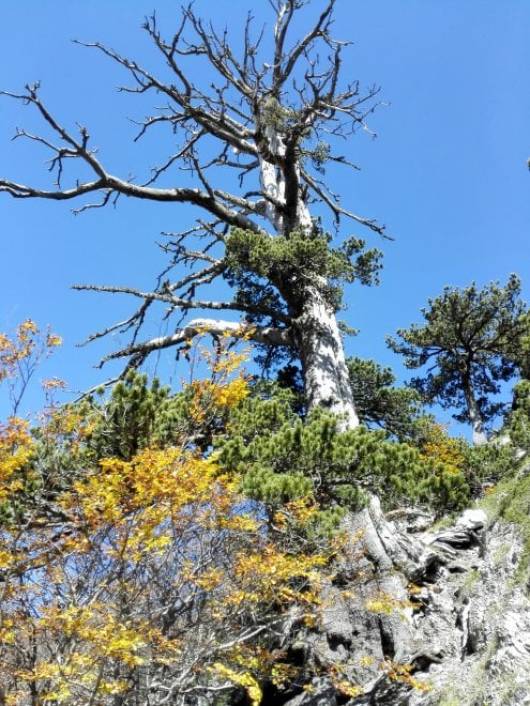 Italus si trova sul Parco Nazionale del Pollino (fonte: repubblica.it)