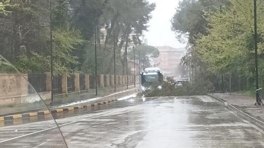 L'albero caduto a Francavilla al Mare (Fonte immagine: IlPescara)