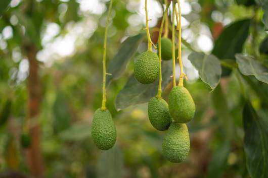 L'albero di avocado