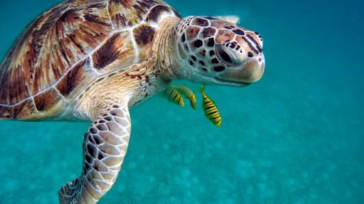 La bellezza delle spiagge protette d'Italia
